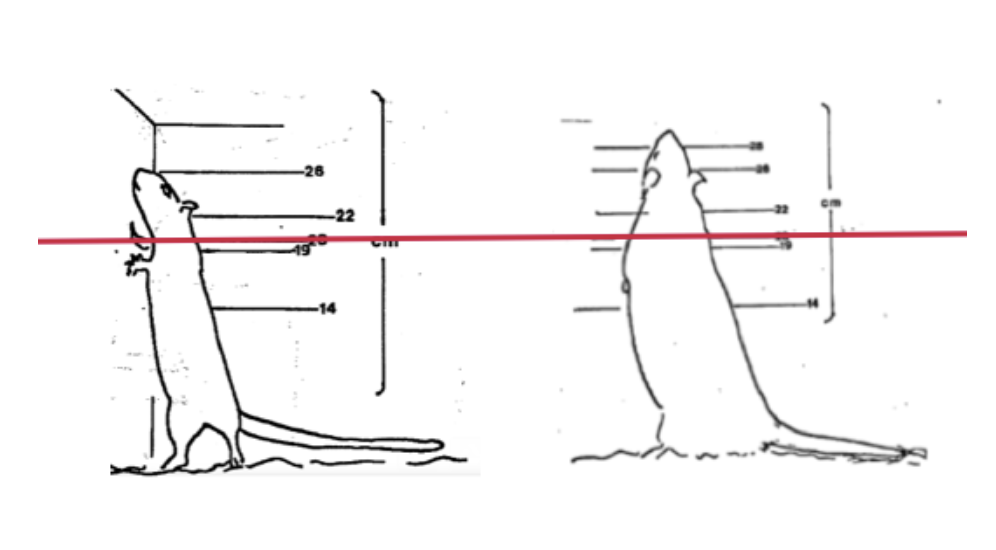 Left: 16 month old male Sprague Dawley rat in a bipedal posture, against examples of different cage heights. Right: rat rearing to over 26 cm at 8 weeks old. The red line is at 20 cm (Source: Universities Federation for Animal Welfare). 